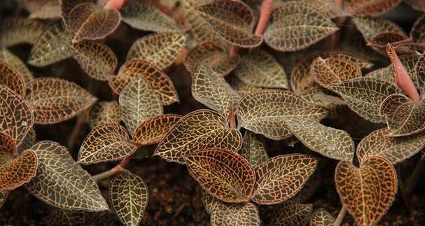 金线莲的生长周期是多长时间？如何正确养护以延长其生命周期？