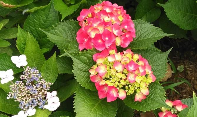 自由之花（在大自然中寻找自由的象征）