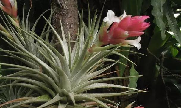 自由之花（在大自然中寻找自由的象征）