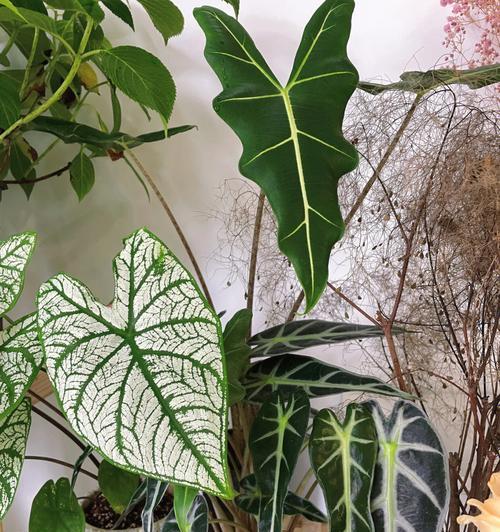 自由之花（在大自然中寻找自由的象征）