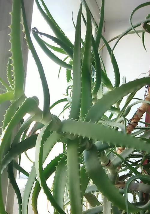 龙爪植物施肥指南：什么肥料最适合？施肥频率是多少？