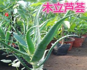 龙爪植物施肥指南:什么肥料最适合?施肥频率是多少?