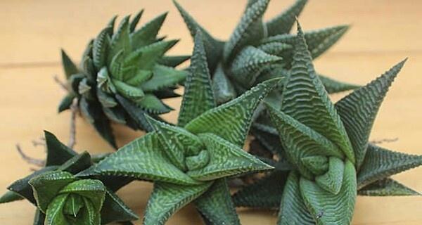 龙爪植物施肥指南：什么肥料最适合？施肥频率是多少？