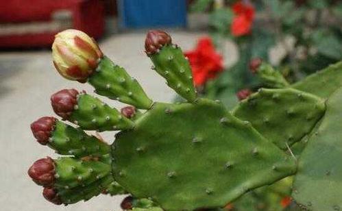 仙人掌的寓意与象征（探寻仙人掌所代表的意义）