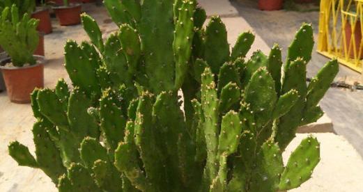 仙人掌的寓意与象征(探寻仙人掌所代表的意义)