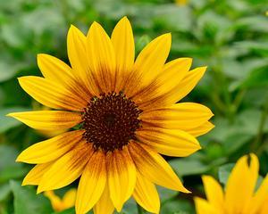 葵花花期是什么时候？如何判断葵花的最佳观赏时间？