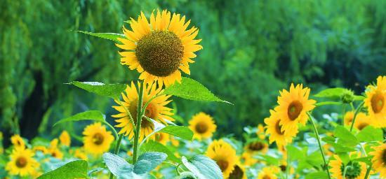 葵花花期是什么时候？如何判断葵花的最佳观赏时间？