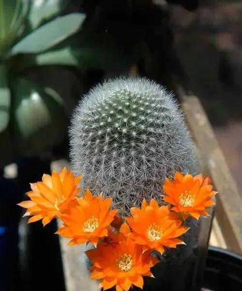 仙人掌的寓意与象征（探寻仙人掌所代表的意义）