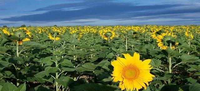 葵花花期是什么时候？如何判断葵花的最佳观赏时间？