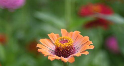 百日草花语之美——盛开的勇气与希望（百日草花语解析）