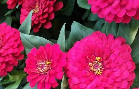 百日草花语之美——盛开的勇气与希望（百日草花语解析）