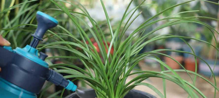 夏天养兰花浇水技巧是什么？如何正确给兰花浇水？