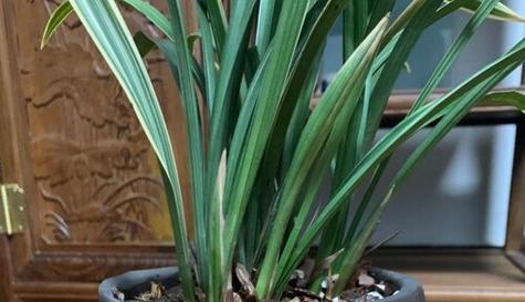 夏天养兰花浇水技巧是什么？如何正确给兰花浇水？