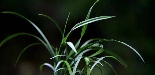 夏天养兰花浇水技巧是什么？如何正确给兰花浇水？