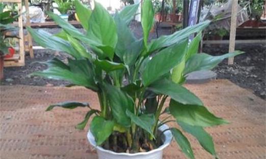 广东万年青开花的风水寓意（揭秘万年青开花的好处及其风水传说）