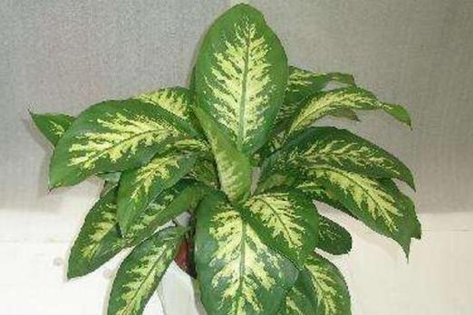 广东万年青开花的风水寓意（揭秘万年青开花的好处及其风水传说）