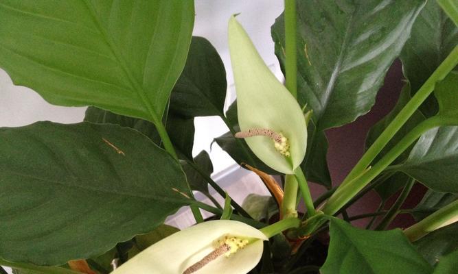 广东万年青开花的风水寓意（揭秘万年青开花的好处及其风水传说）