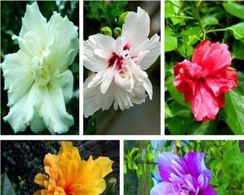 木槿花有毒吗？室内养护需要注意什么？