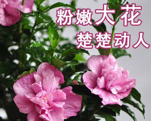 木槿花有毒吗？室内养护需要注意什么？