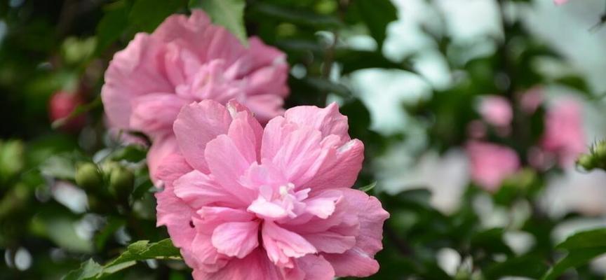 木槿花有毒吗？室内养护需要注意什么？