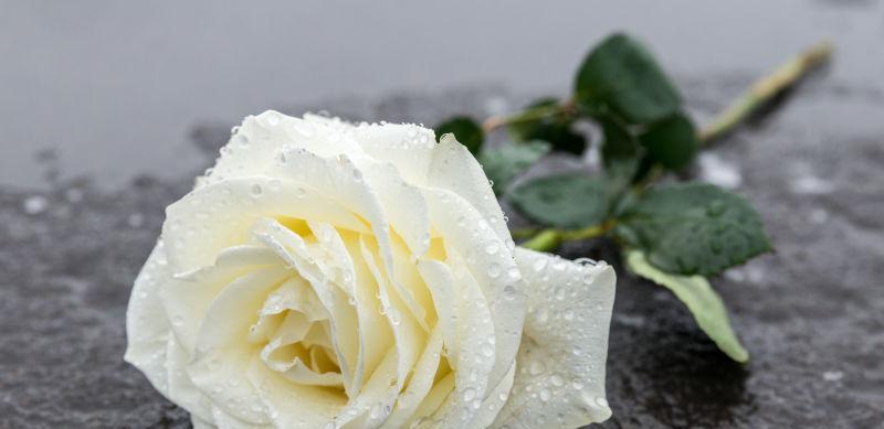 红玫瑰与白玫瑰（红玫瑰和白玫瑰的代表意义及情感表达方式）