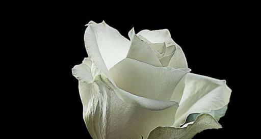 红玫瑰与白玫瑰（红玫瑰和白玫瑰的代表意义及情感表达方式）