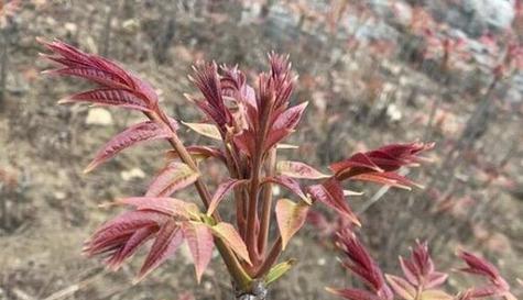 香椿哪个品种好？如何选择最适合的香椿品种？