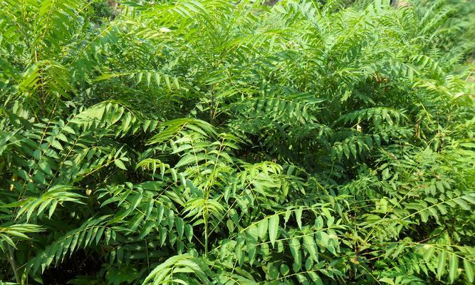 香椿哪个品种好？如何选择最适合的香椿品种？