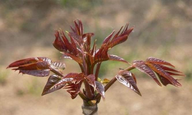 香椿哪个品种好？如何选择最适合的香椿品种？