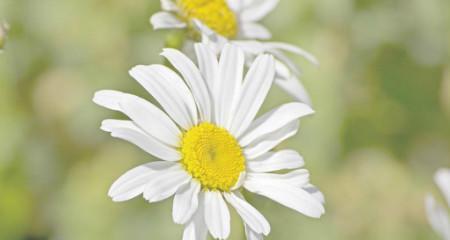 小雏菊花语的深刻含义（探寻小雏菊花语的美丽之谜）