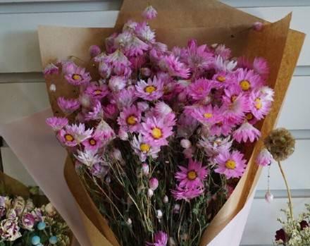 小雏菊花语的深刻含义（探寻小雏菊花语的美丽之谜）