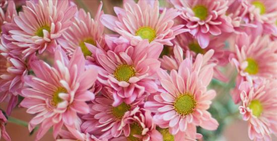 小雏菊花语的深刻含义（探寻小雏菊花语的美丽之谜）