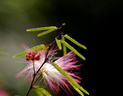 合欢花(合欢花的寓意与传承) 合欢花(合欢花的寓意与传承)