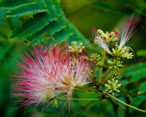 合欢花(合欢花的寓意与传承) 合欢花(合欢花的寓意与传承)