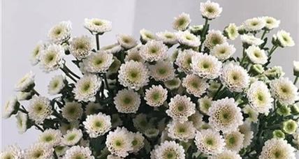 雏菊的花语是什么？如何用雏菊表达爱意？