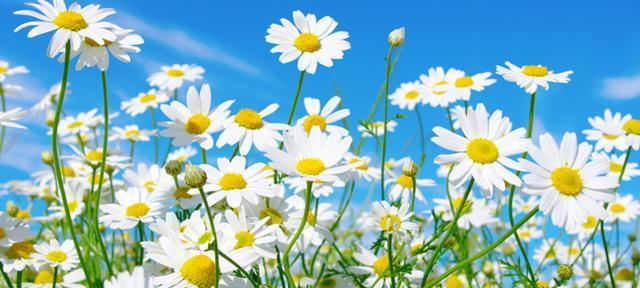 雏菊的花语是什么？如何用雏菊表达爱意？