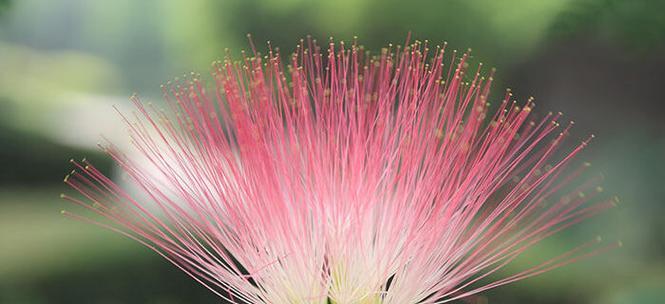 合欢花(合欢花的寓意与传承) 合欢花(合欢花的寓意与传承)