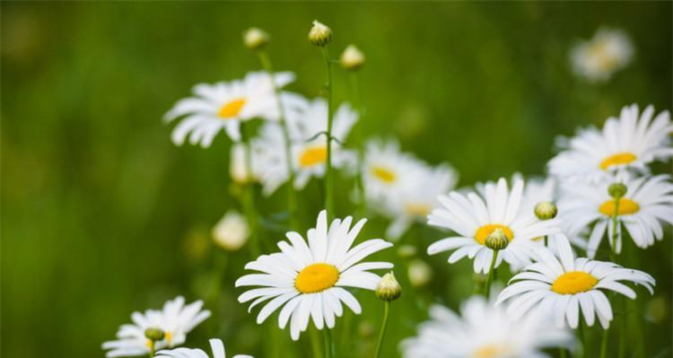 雏菊的花语是什么？如何用雏菊表达爱意？
