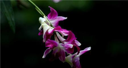 山柳兰花语（追寻自由与坚持梦想）