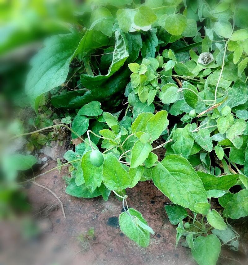 党参长什么样子?如何辨别真假党参? 党参长什么样子?如何辨别真假党参?