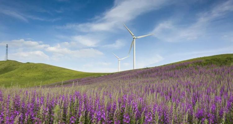 山柳兰花语（追寻自由与坚持梦想）