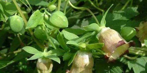 党参长什么样子?如何辨别真假党参? 党参长什么样子?如何辨别真假党参?