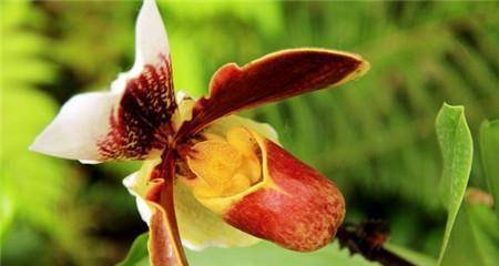 山柳兰花语（追寻自由与坚持梦想）