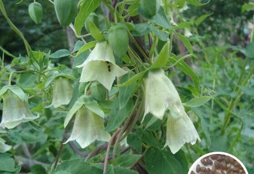 党参长什么样子?如何辨别真假党参? 党参长什么样子?如何辨别真假党参?