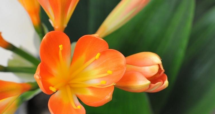 君子之花(探索自律) 君子之花(探索自律)