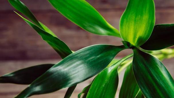 百合竹浇水频率是多少？如何正确养护百合竹？