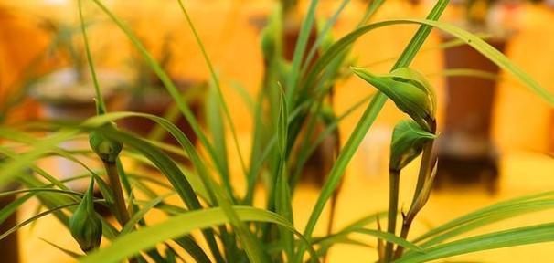 君子之花(探索自律) 君子之花(探索自律)