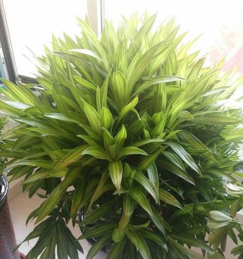 百合竹浇水频率是多少？如何正确养护百合竹？