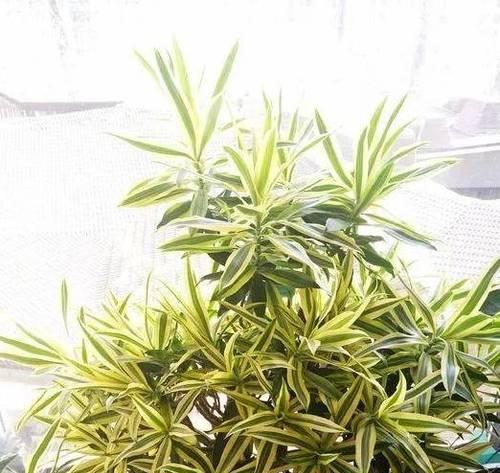 百合竹浇水频率是多少？如何正确养护百合竹？