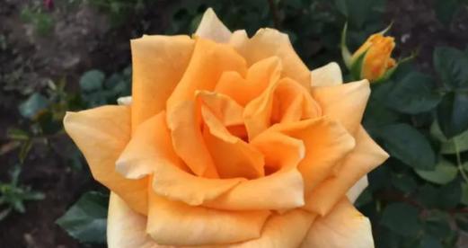 橙色蔷薇的美丽花语（探寻橙色蔷薇的代表意义与象征）